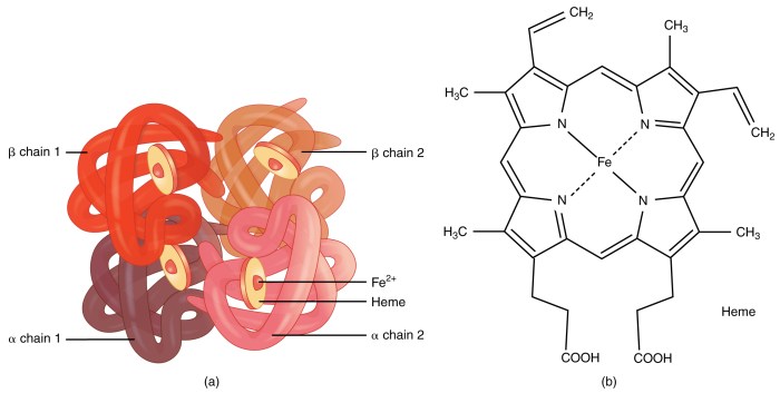 Hemoglobin heme structure molecule anatomy iron erythrocytes oxygen protein formula chemical globin each fe physiology molecules erythrocyte ion contain proteins