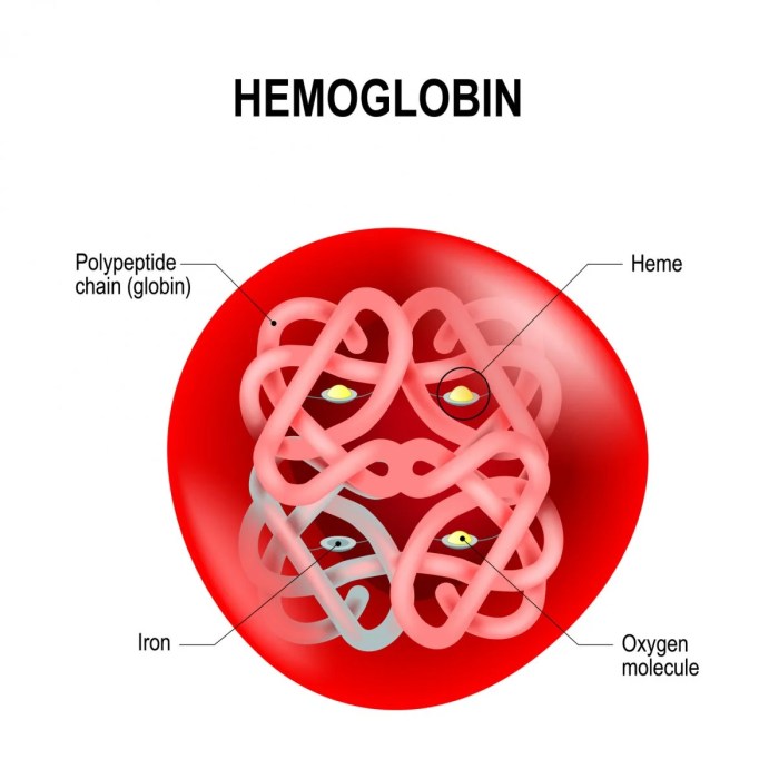 Hemoglobin