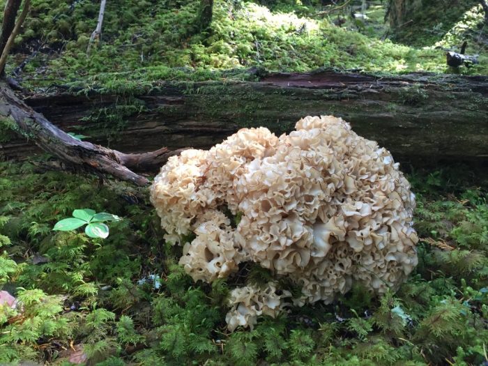 Cauliflower mushroom poisonous look alikes