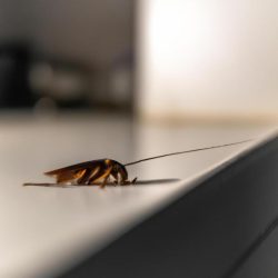 A cockroach of mass m lies on the rim