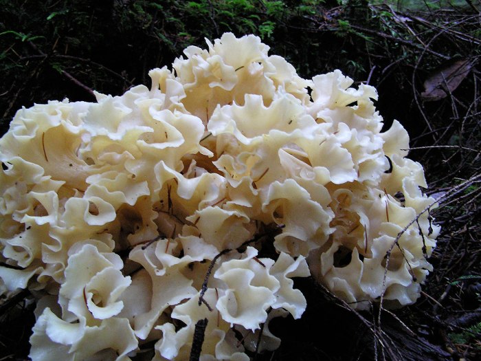 Cauliflower mushroom poisonous look alikes