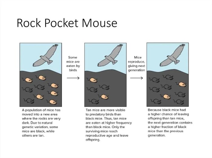 Pocket rock