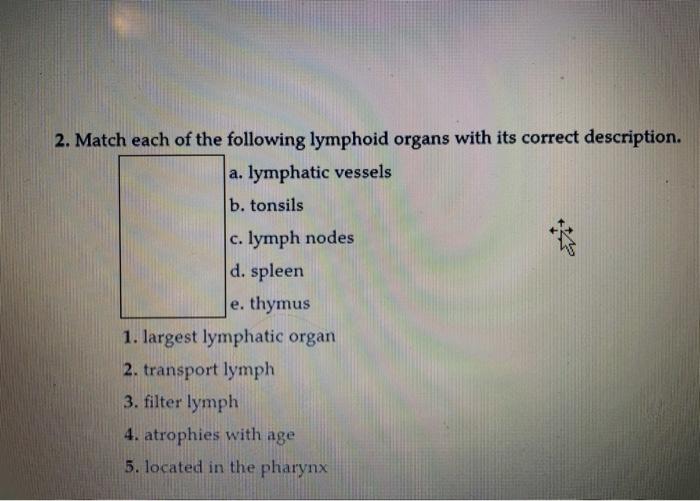 Match the lymphoid organ with its description