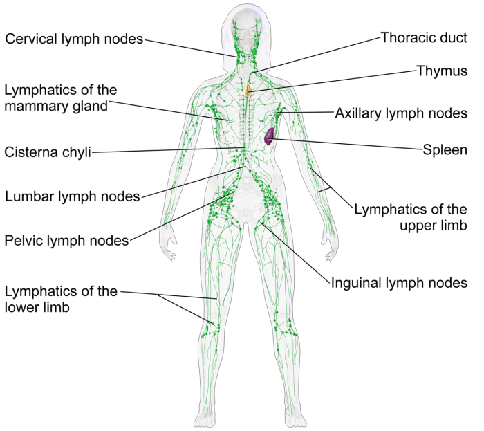 Match the lymphoid organ with its description