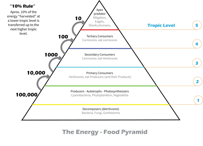 Food webs and energy pyramids worksheet answers