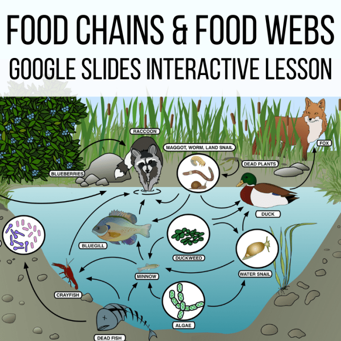 Food webs and energy pyramids worksheet answers