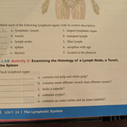 Match the lymphoid organ with its description