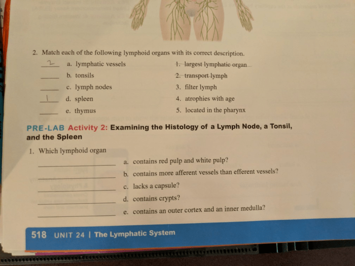 Match the lymphoid organ with its description